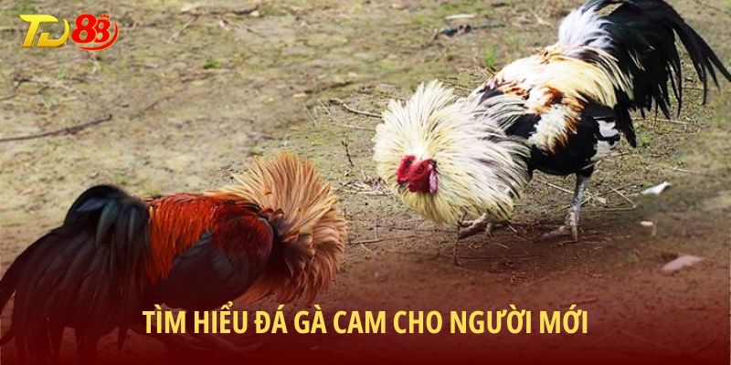 Tìm hiểu đá gà cam cho người mới