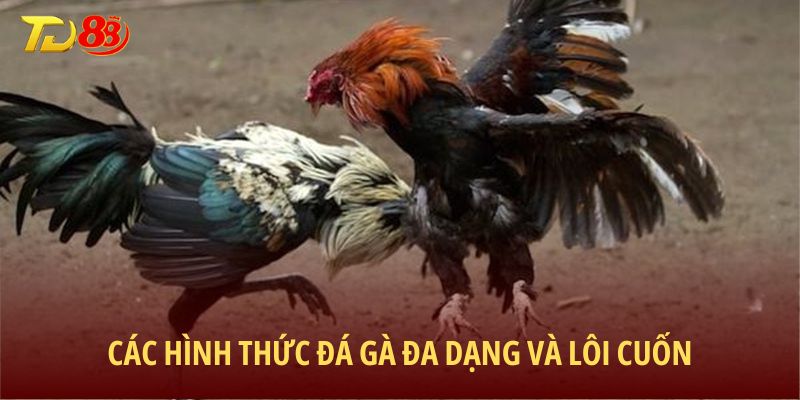 Các hình thức đá gà đa dạng và lôi cuốn