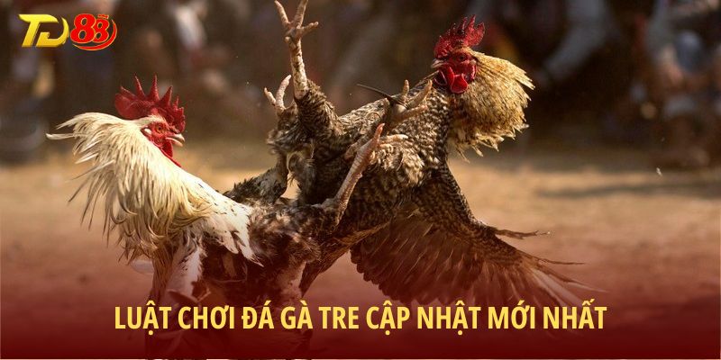 Luật chơi đá gà tre cập nhật mới nhất