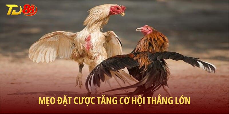 Mẹo đặt cược tăng cơ hội thắng lớn