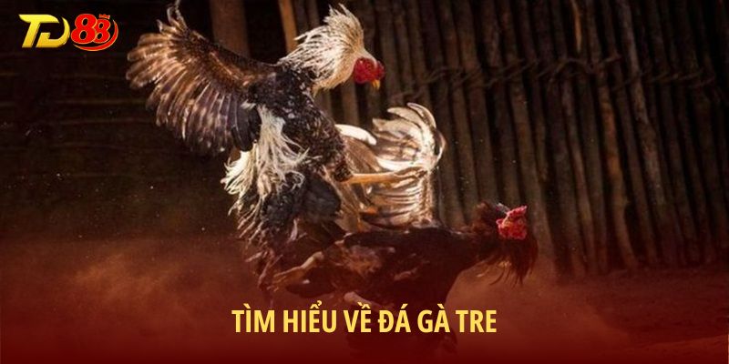 Tìm hiểu về đá gà tre