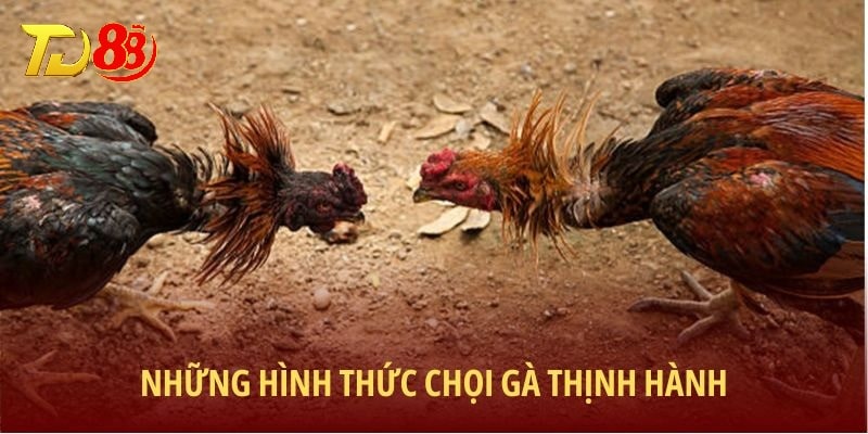 Những hình thức chọi gà thịnh hành