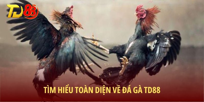 Tìm hiểu toàn diện về đá gà TD88