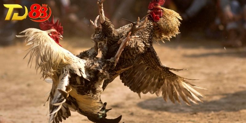 Bí quyết đá gà cựa dao giúp tăng tỷ lệ chiến thắng