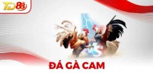 Đá Gà Cam - Hành Trình Đầy Đam Mê Dành Cho Người Chơi
