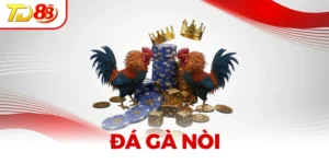 Đá Gà Nòi – Tinh Hoa Võ Thuật Gà Chọi Truyền Thống Việt Nam