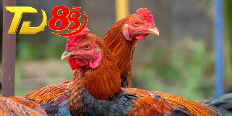 Vài thông tin cần nắm về sân chơi đá gà nòi
