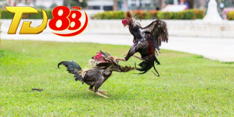 Tổng hợp các dấu hiệu chiến kê chất lượng ở đá gà nòi