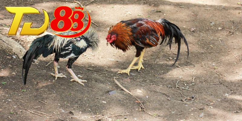 Đôi nét cần biết về trận đấu đá gà Philippines