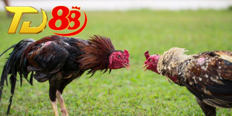 Luật chơi đá gà Philippines giúp phân định thắng thua rõ ràng