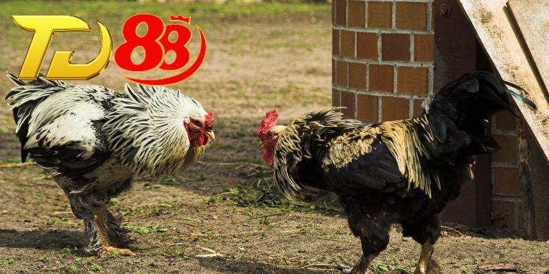 Nhiều ưu điểm vượt bậc trong trận đấu đá gà Philippines