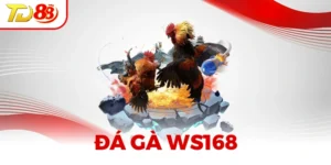 Đá Gà WS168 - Đấu Trường Kịch Tính Từ Nhà Phát Hành Uy Tín