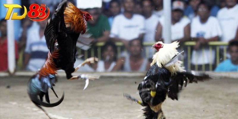 Tổng quan về đá gà cựa dao