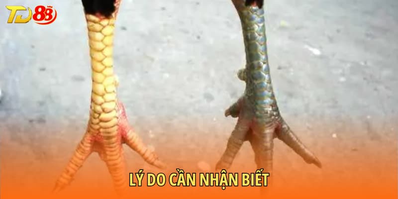 Lý do cần nhận biết vảy gà đá