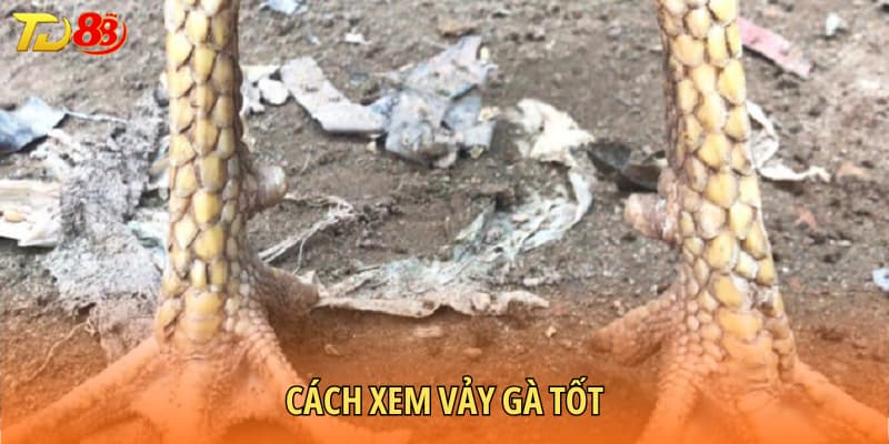 Cách xem vảy gà đá tốt
