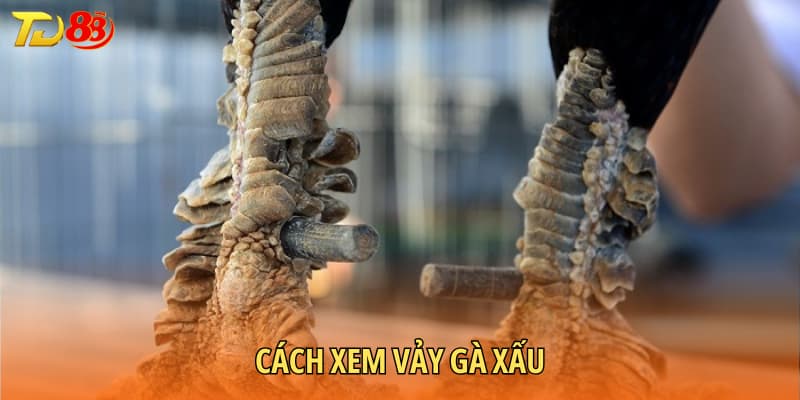 Cách xem vảy gà xấu
