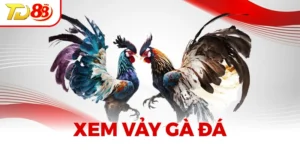 Chuyên Gia Chia Sẻ Cách Xem Vảy Gà Đá Trúng Gà Chiến 99%